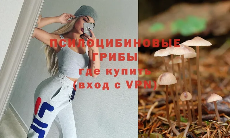 Галлюциногенные грибы MAGIC MUSHROOMS  купить наркоту  Вихоревка 